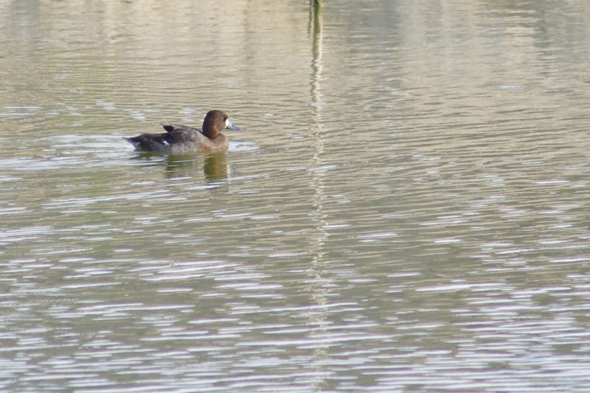 Lesser Scaup - ML613283928
