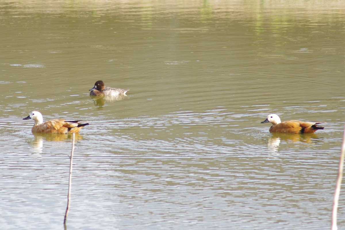 Lesser Scaup - ML613283929