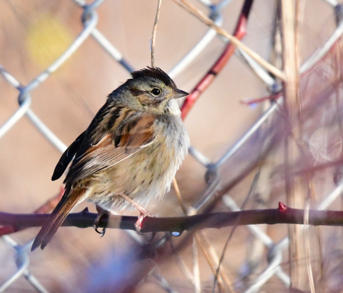 Swamp Sparrow - ML613283985