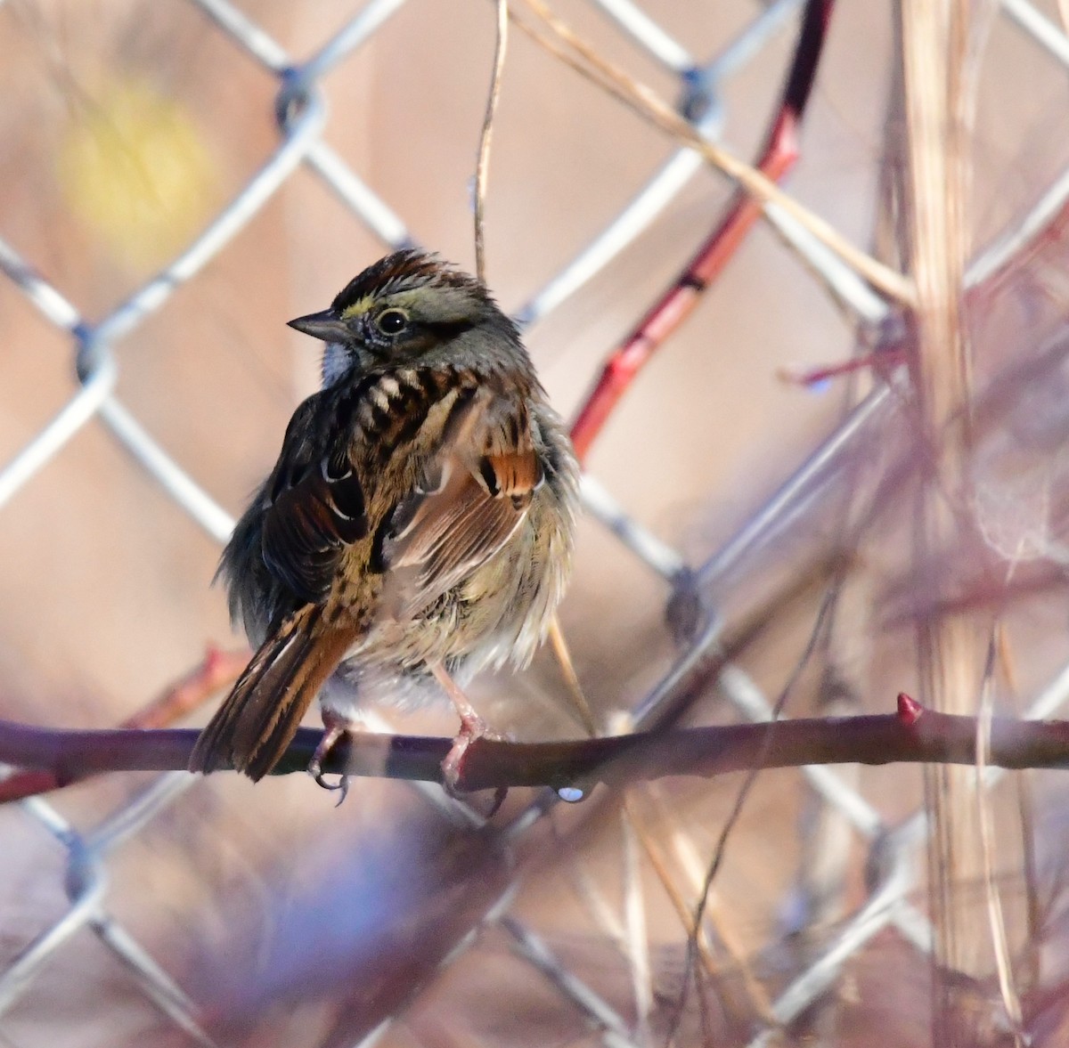 Swamp Sparrow - mike shaw