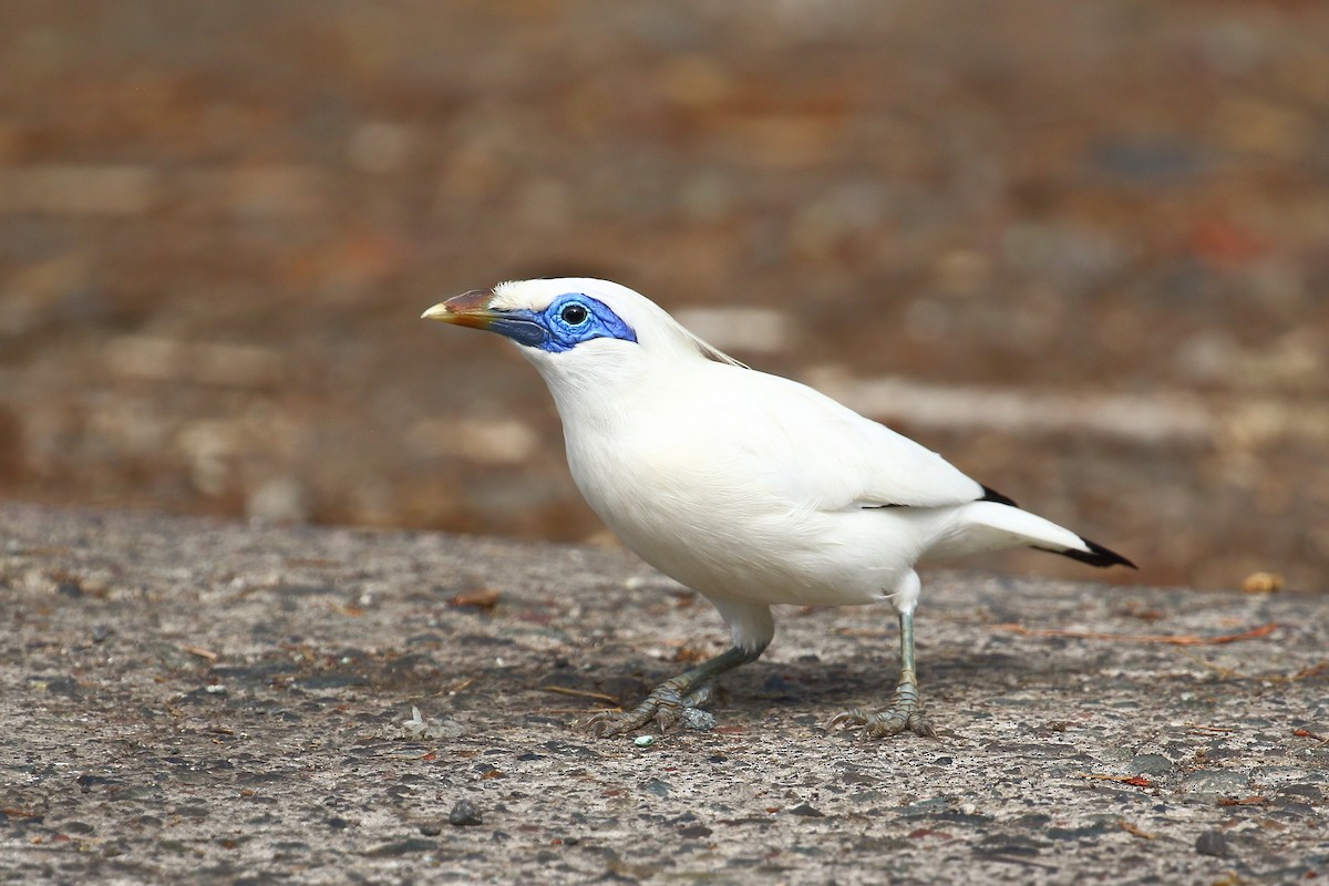 majna Rothschildova - ML613284024