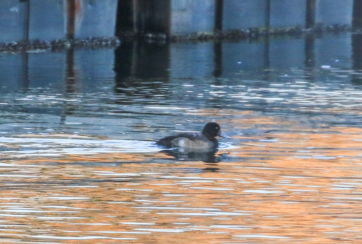 Greater Scaup - ML613284040