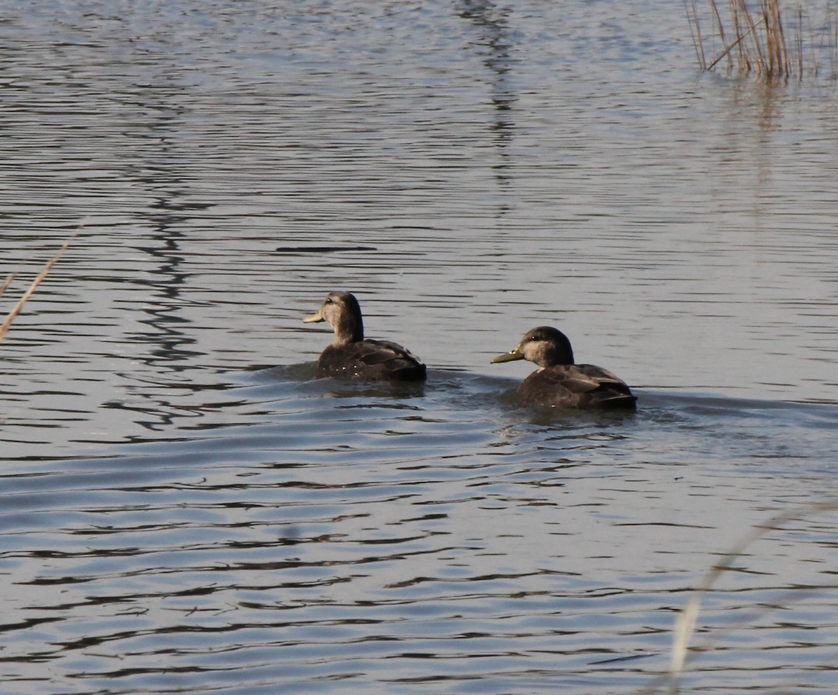 American Black Duck - Lisa Kroop