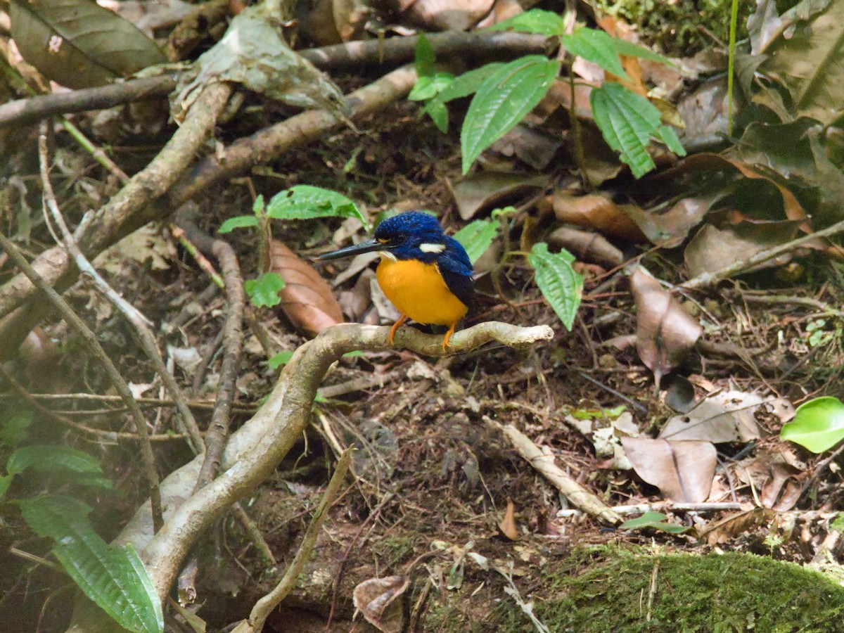 Papuan Dwarf-Kingfisher - Eric Carpenter