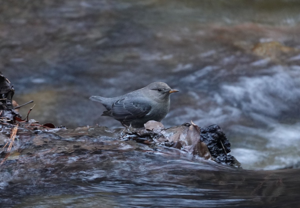 American Dipper (Northern) - ML613284071