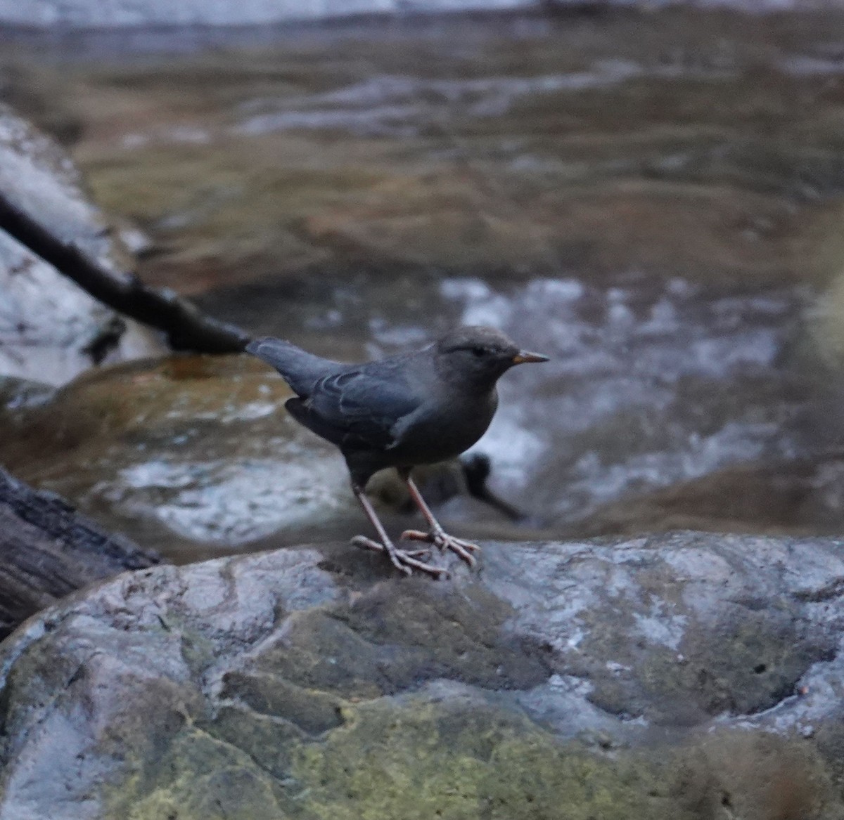 American Dipper (Northern) - Eric Hough