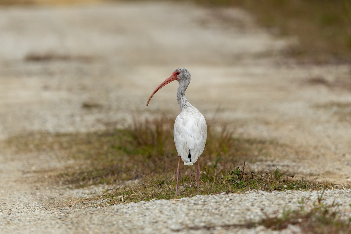 ibis bílý - ML613284182