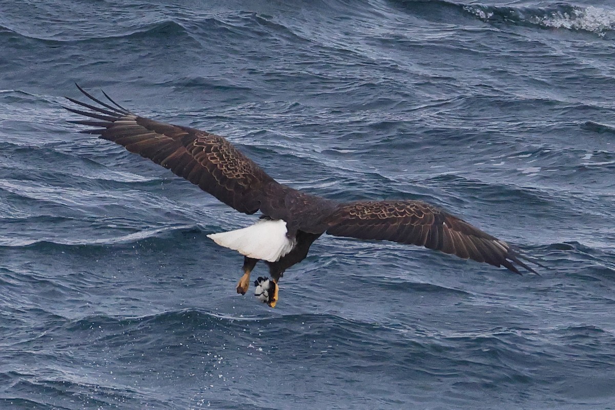 Bald Eagle - John Alexander