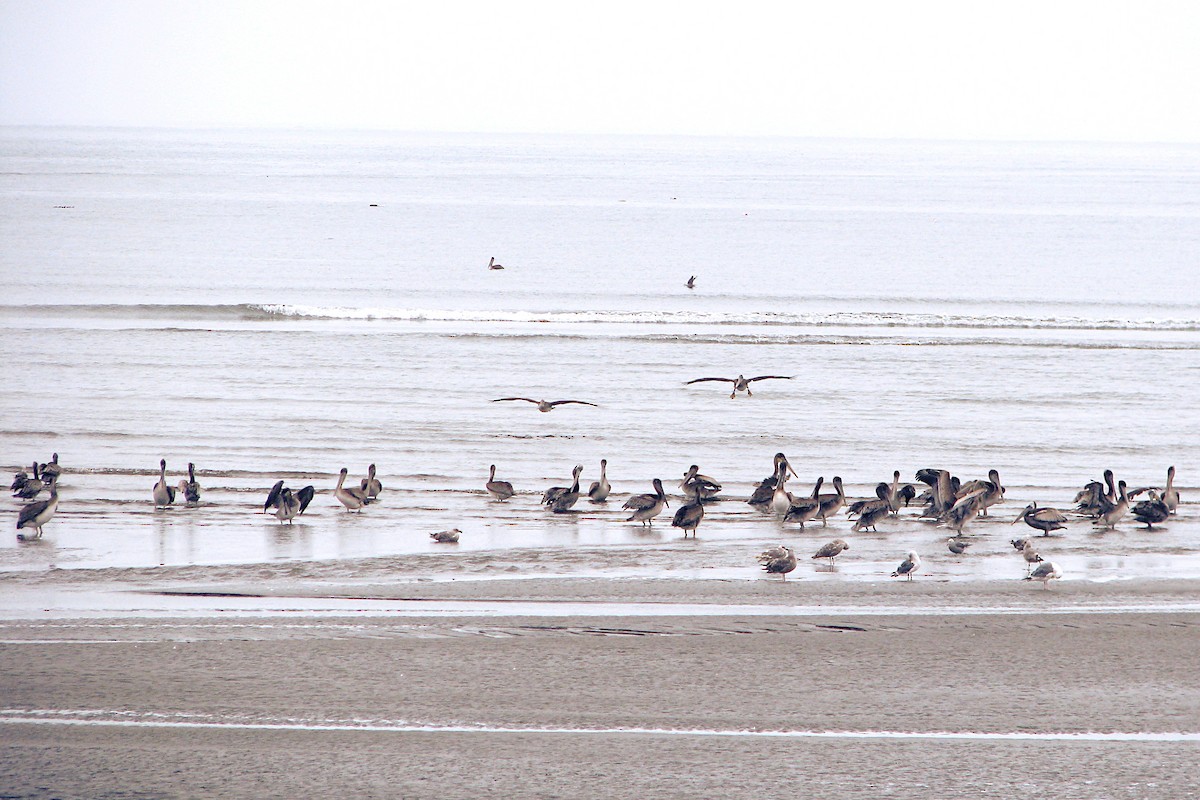 Brown Pelican - V. Lohr