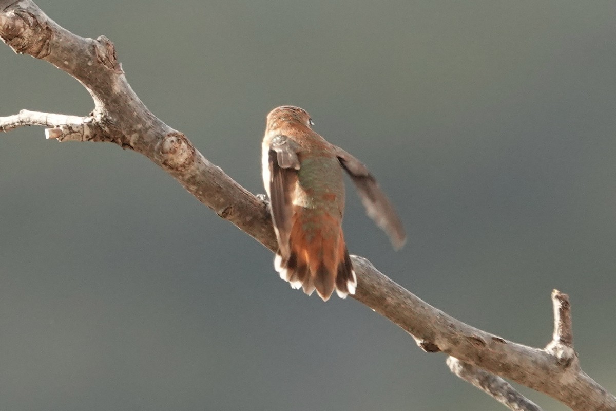 Colibrí Rufo - ML613284311