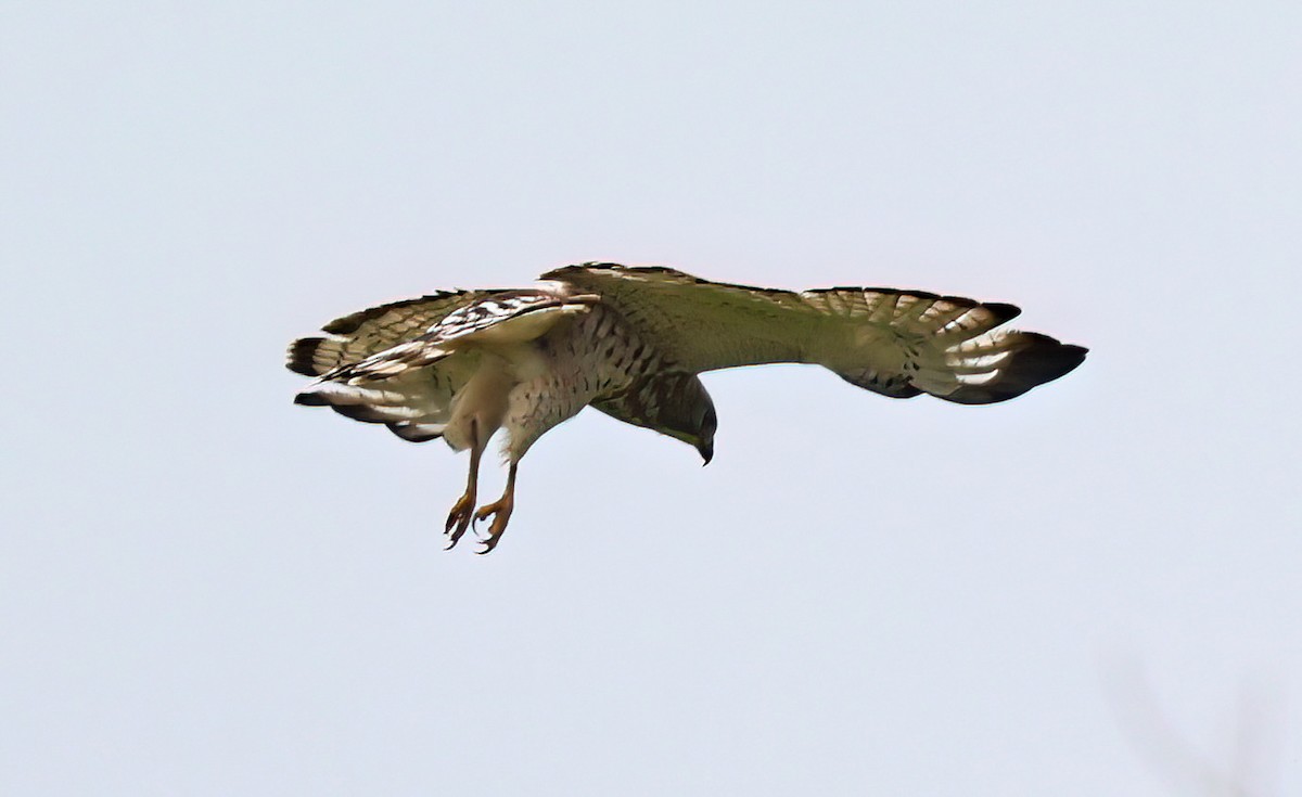 Broad-winged Hawk - ML613284336