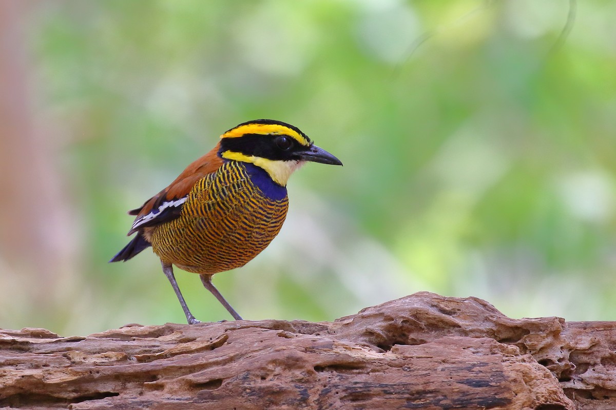 pita páskovaná - ML613284429