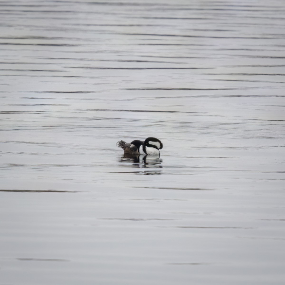 Hooded Merganser - ML613284460