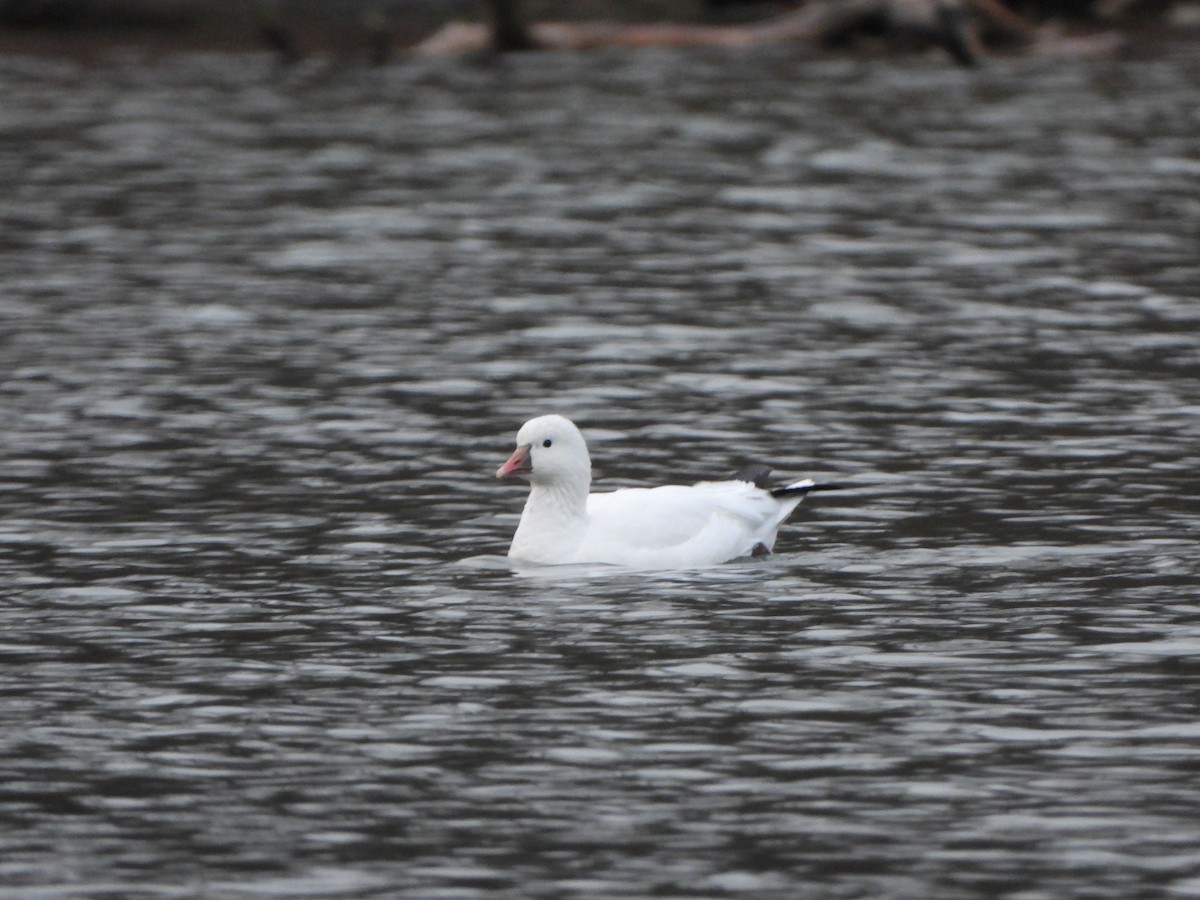 Ross's Goose - ML613284543