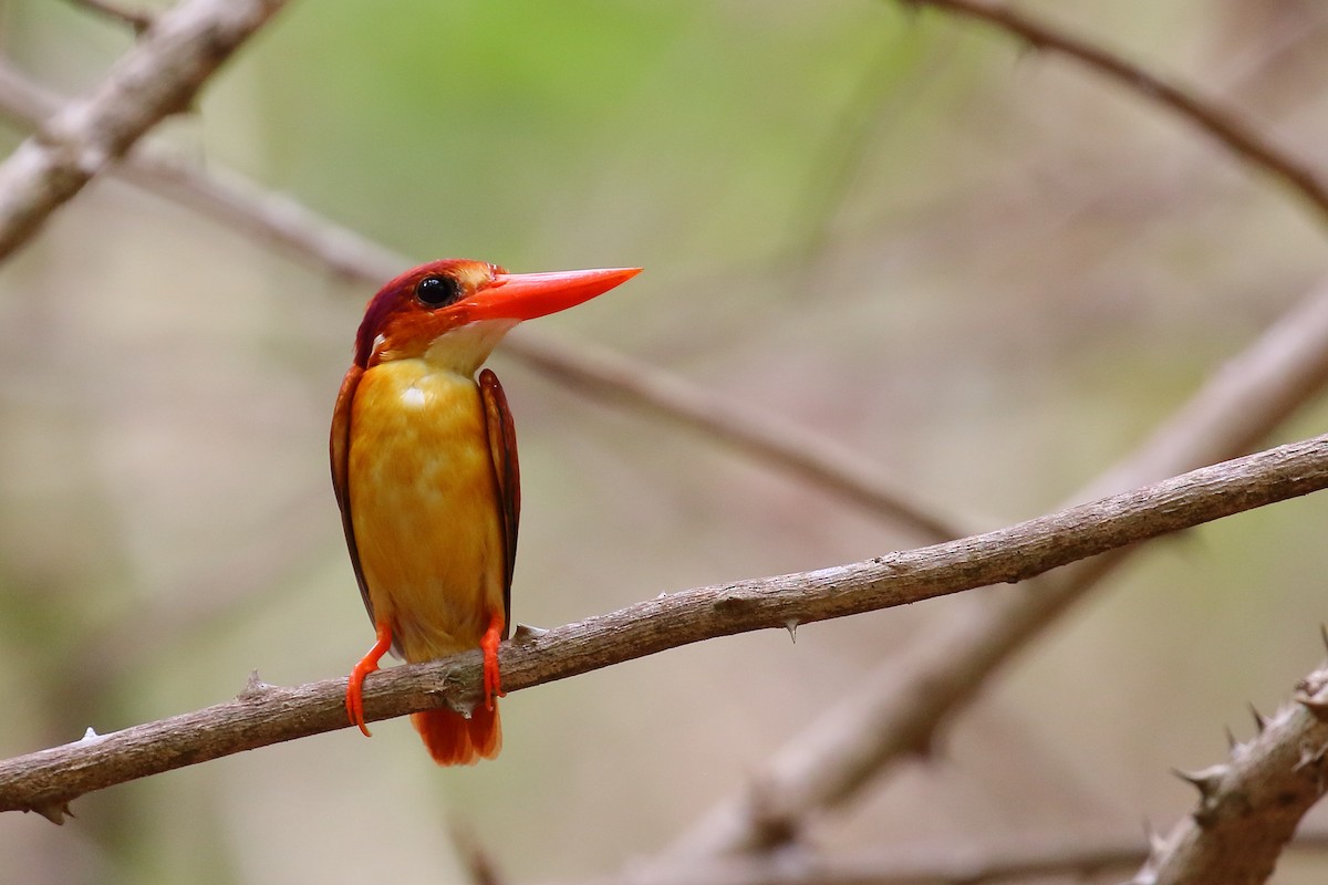 ledňáček rezavohřbetý - ML613284604