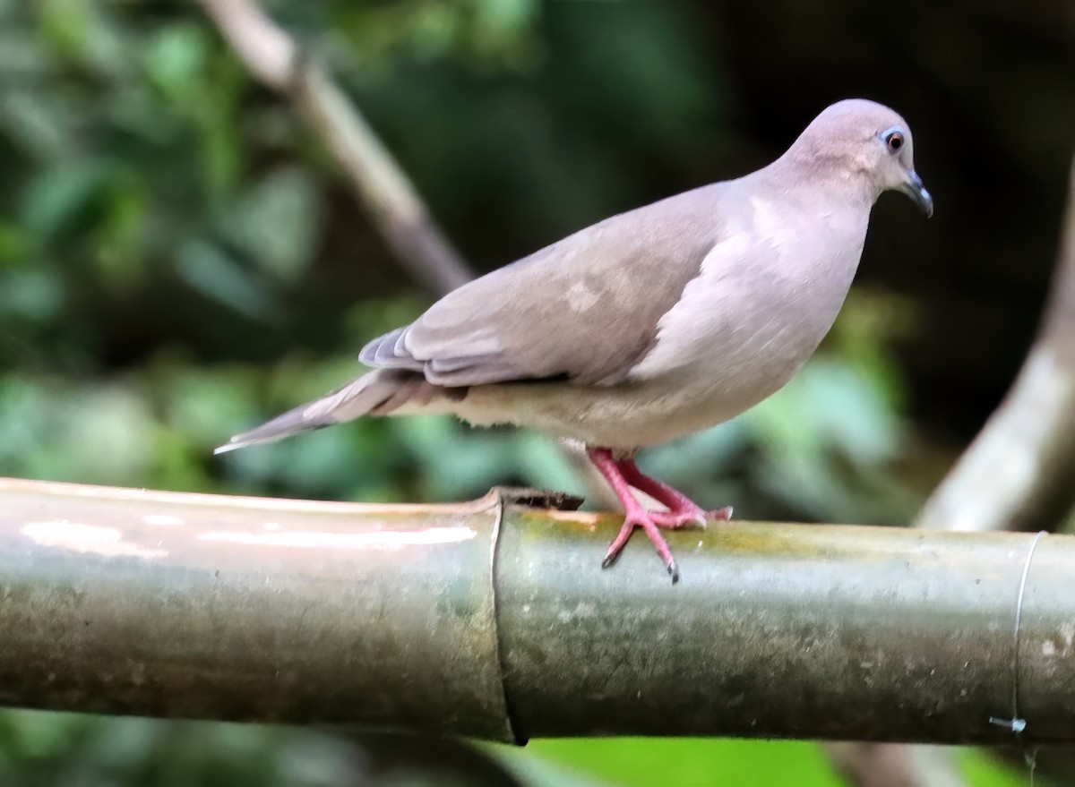 White-tipped Dove - ML613284652