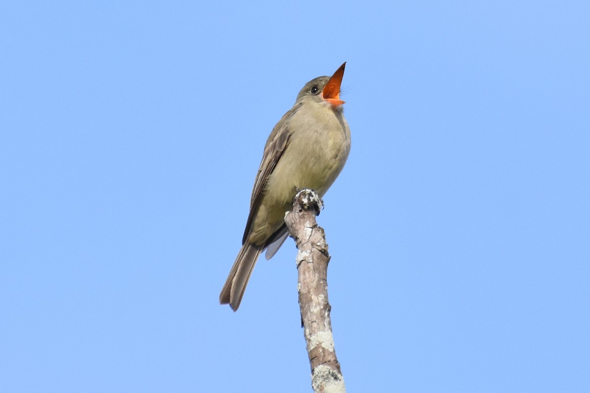 Greater Pewee - ML613284707