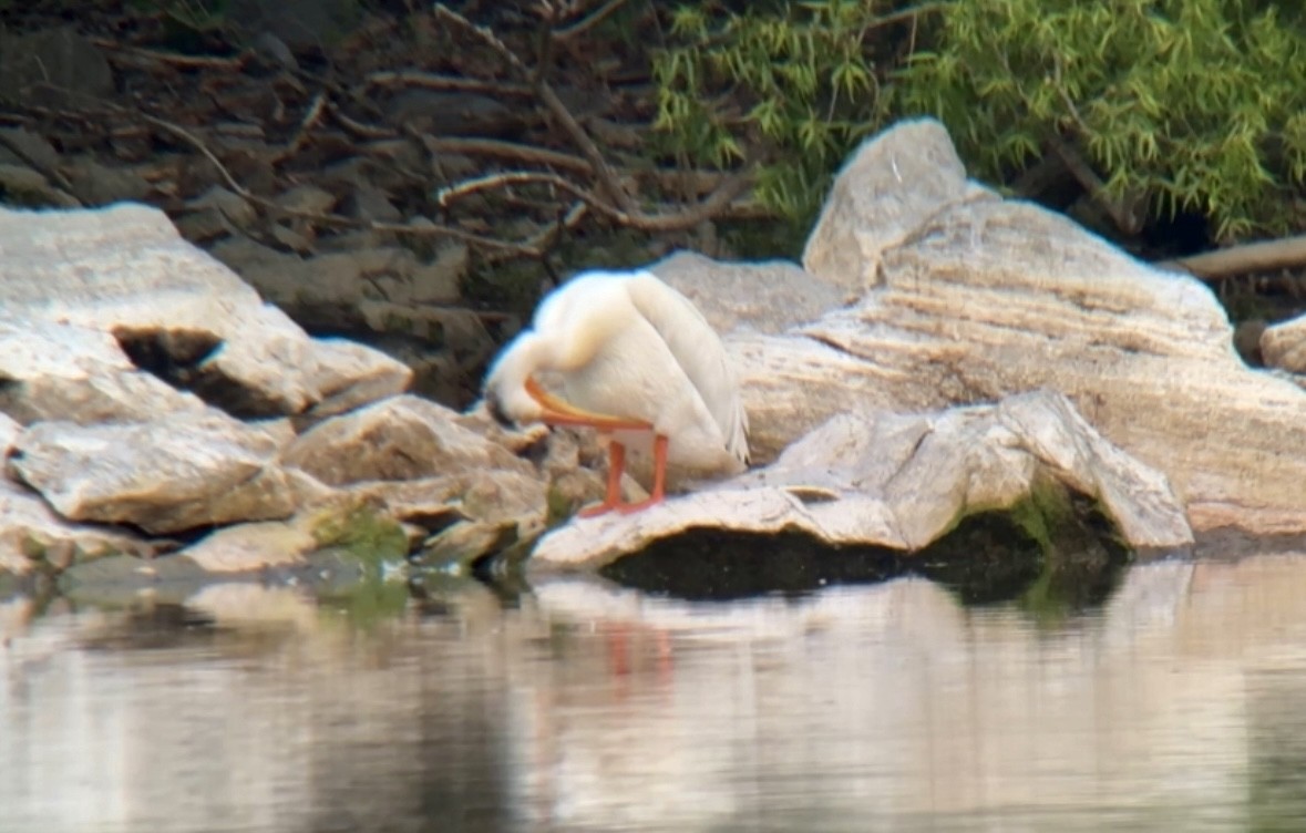 American White Pelican - Jeff Kenney