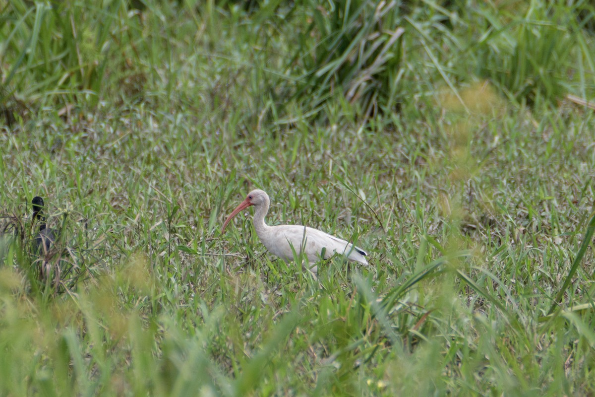 White Ibis - ML613284798