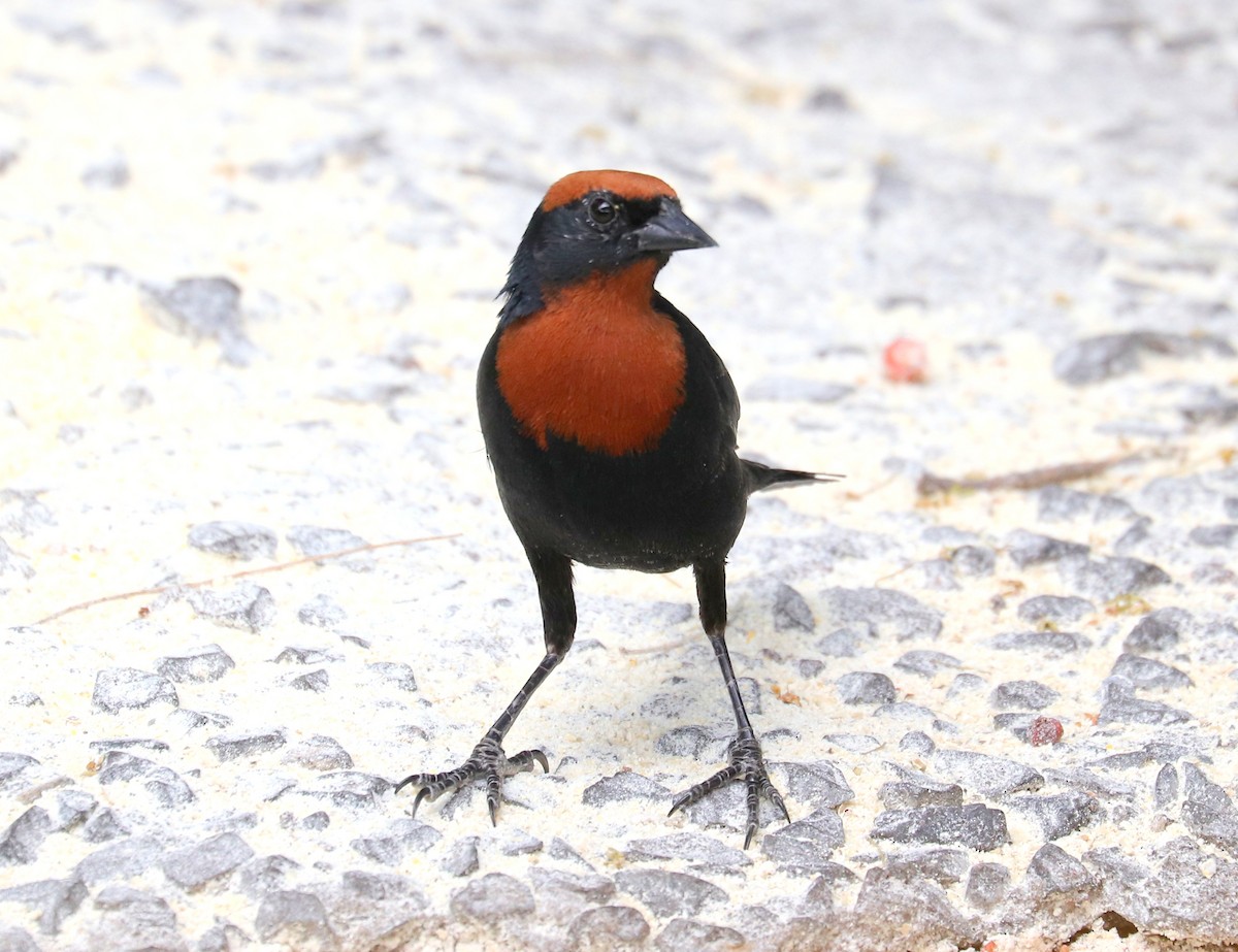 Chestnut-capped Blackbird - ML613284802