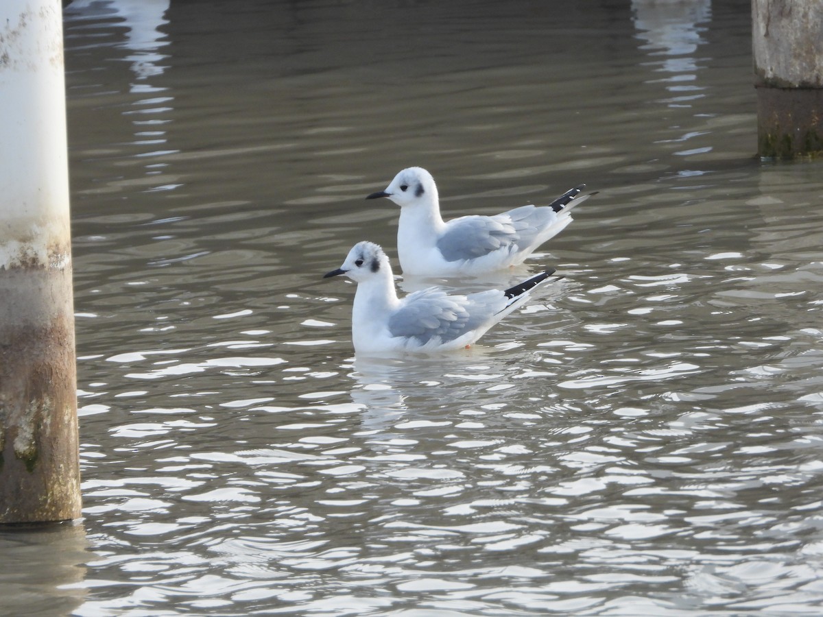 Bonaparte's Gull - ML613284954