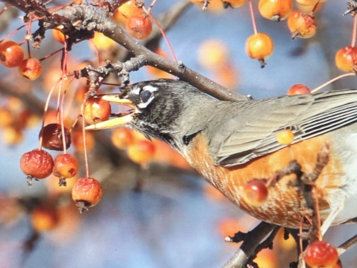 American Robin - ML613285073