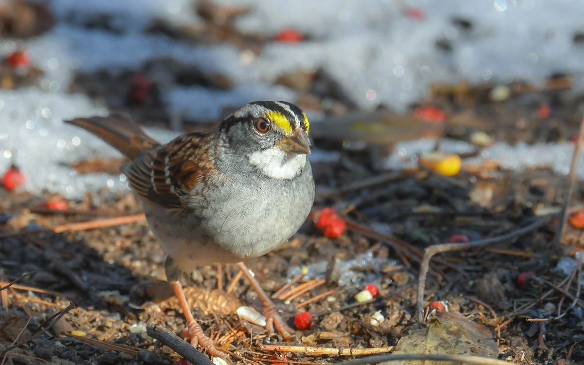 White-throated Sparrow - Bob Reiter