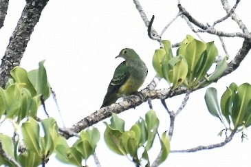 Rose-crowned Fruit-Dove - ML613285125