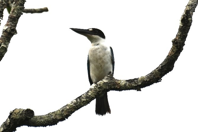 Torresian Kingfisher - ML613285130