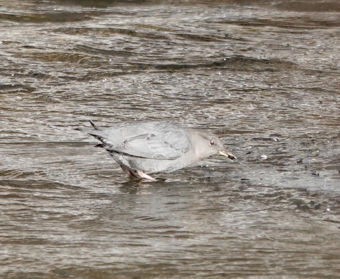 American Dipper - ML613285187