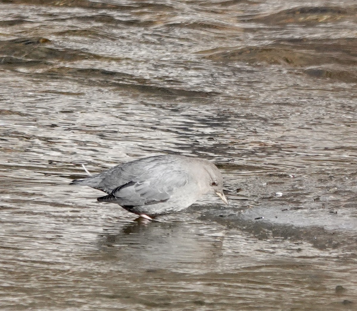 American Dipper - ML613285198