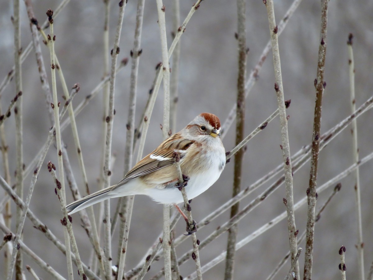 American Tree Sparrow - ML613285210