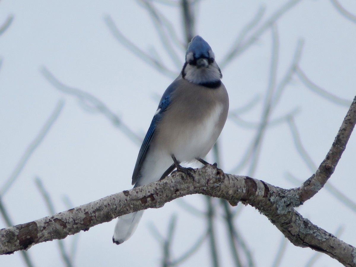 Blue Jay - ML613285220