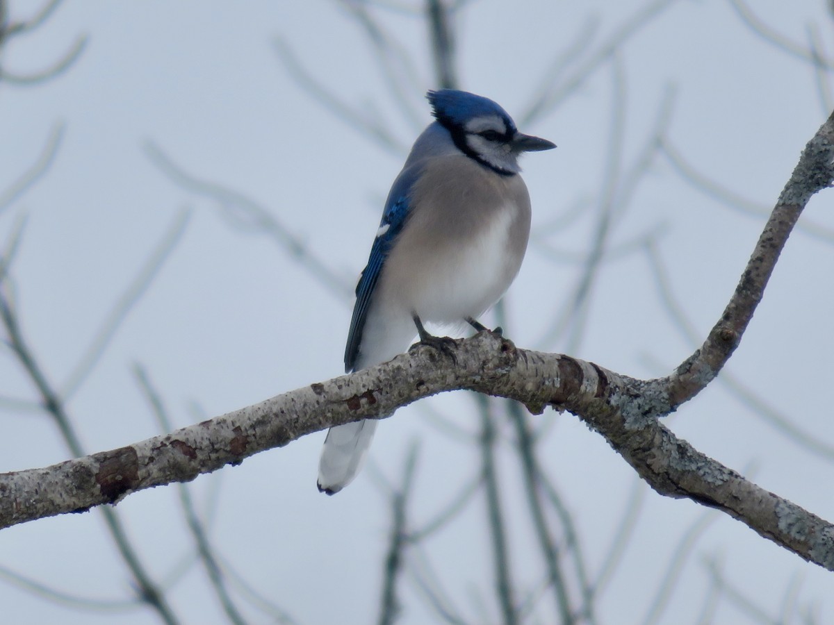 Blue Jay - ML613285221