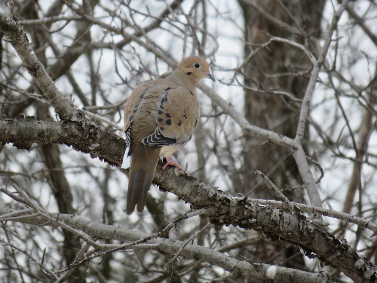 Mourning Dove - Christine Cote