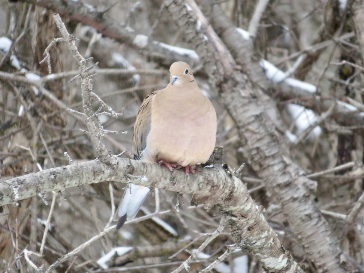 Mourning Dove - Christine Cote