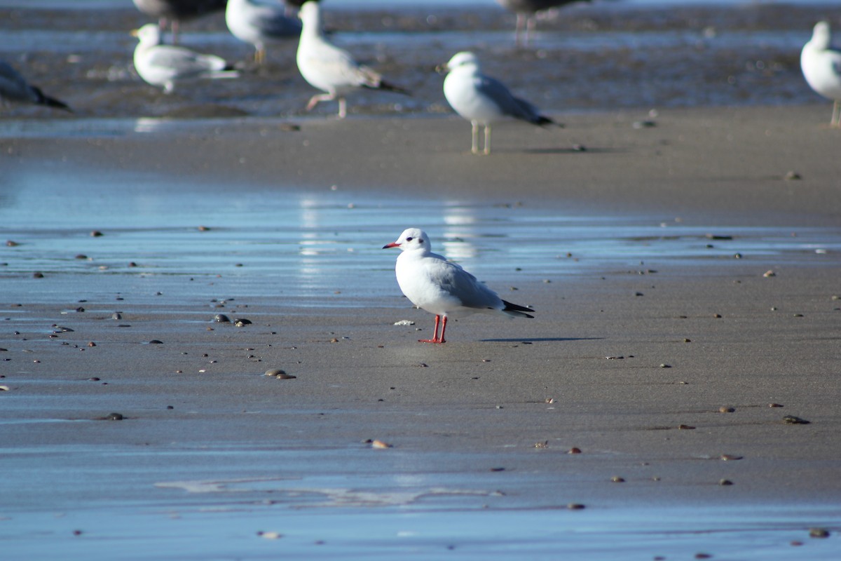Mouette rieuse - ML613285256