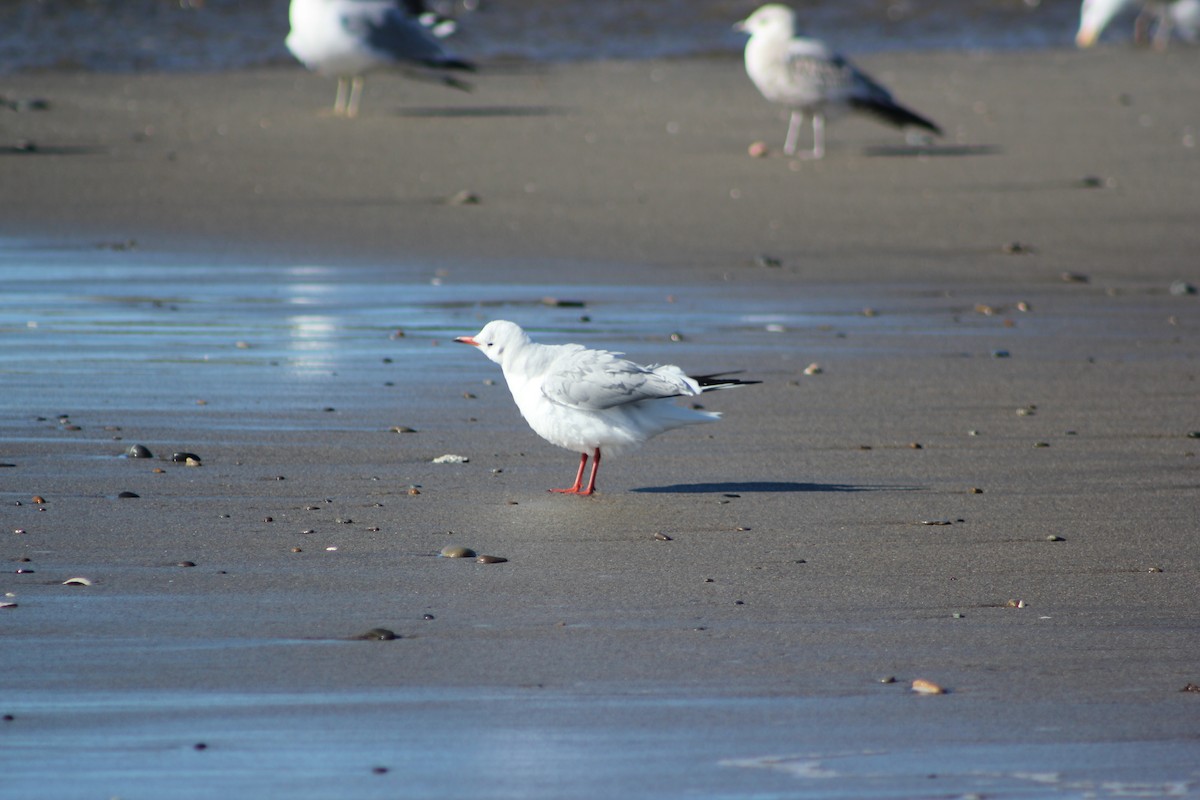 Mouette rieuse - ML613285258