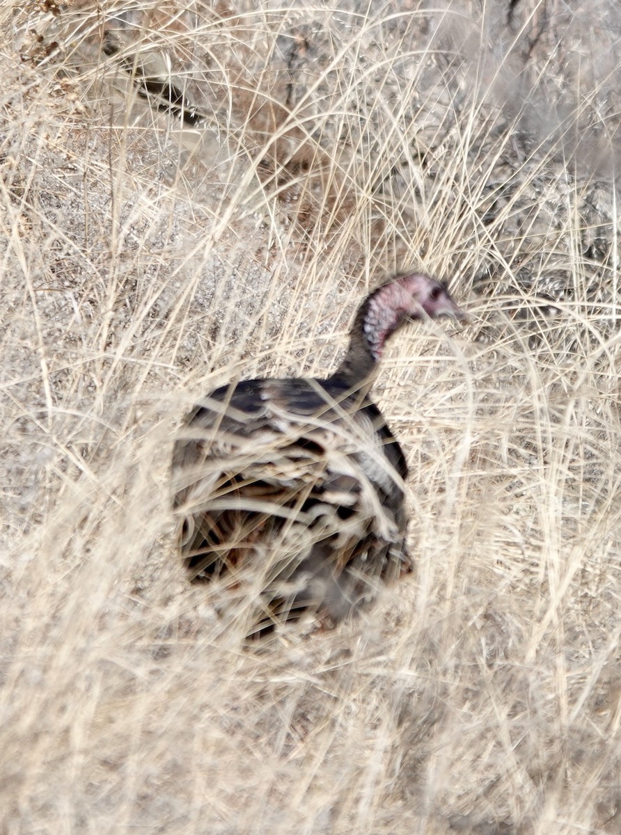 Wild Turkey - ML613285281