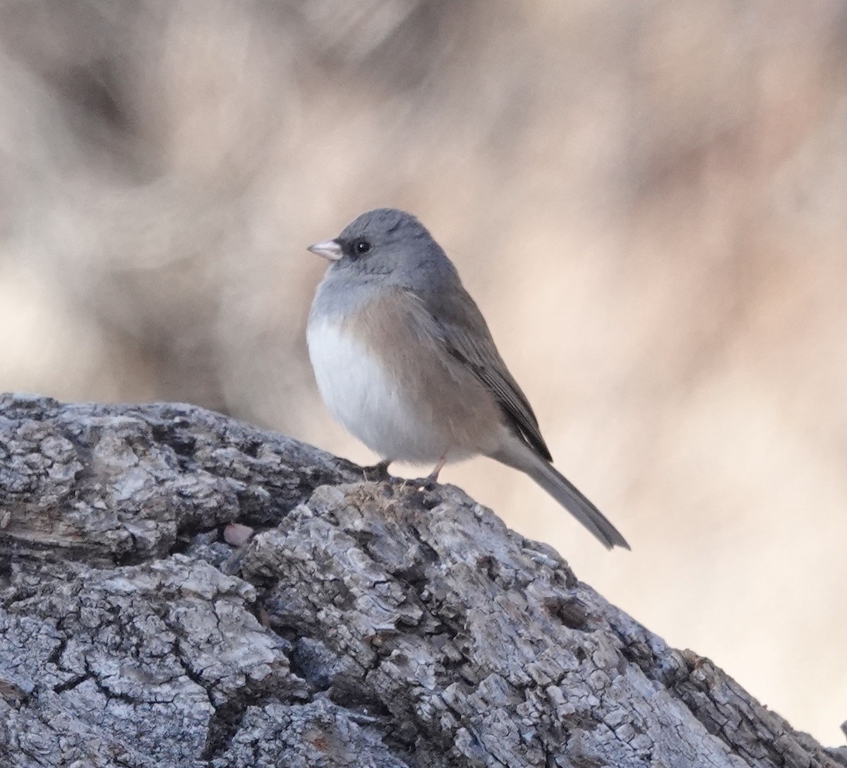 Dark-eyed Junco - ML613285291