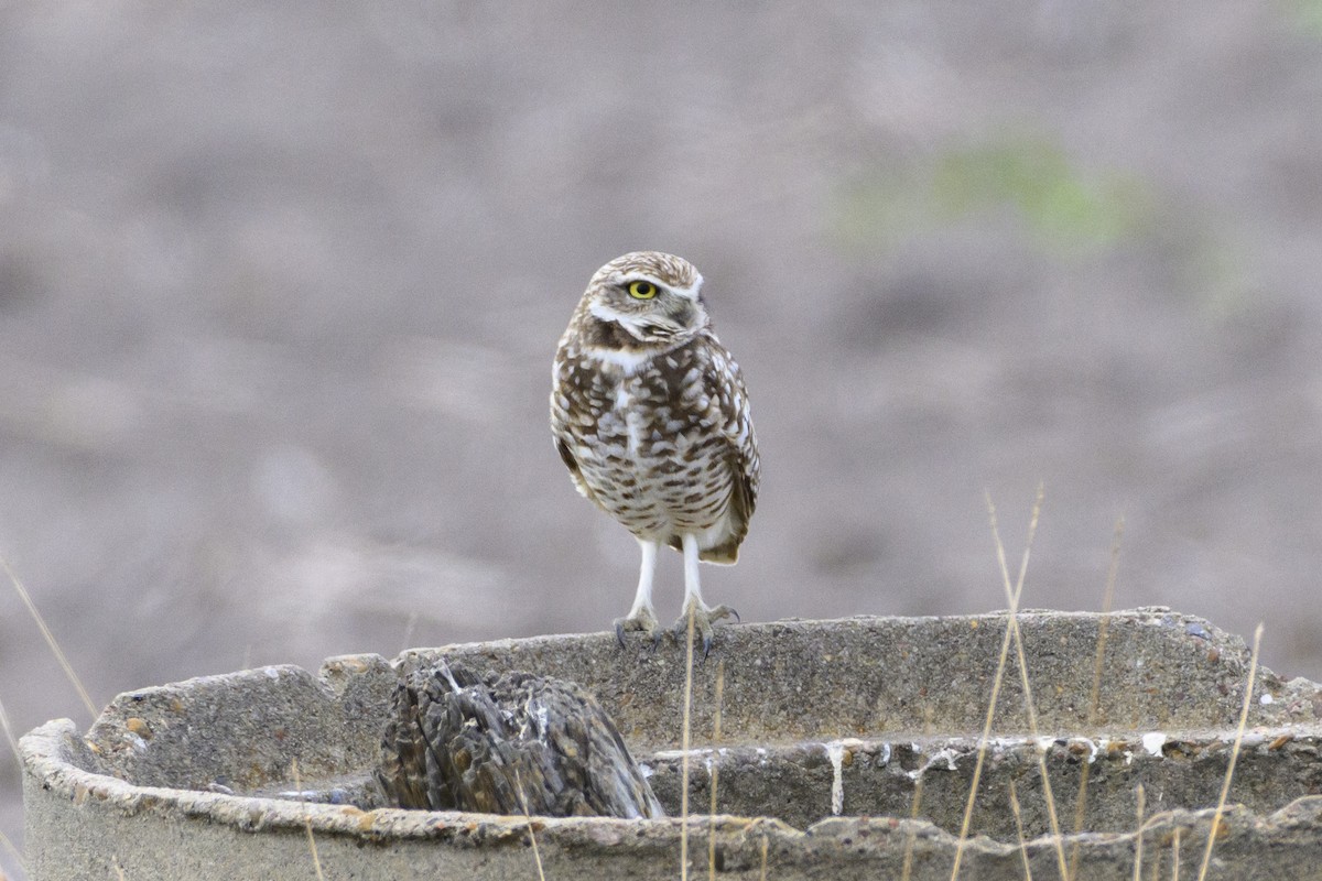 Burrowing Owl - Kav Eldredge