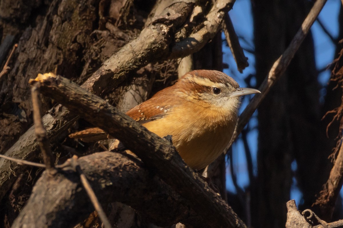 Carolina Wren - ML613285417