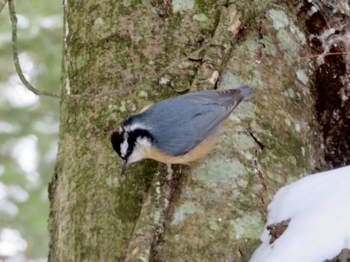 Red-breasted Nuthatch - ML613285464