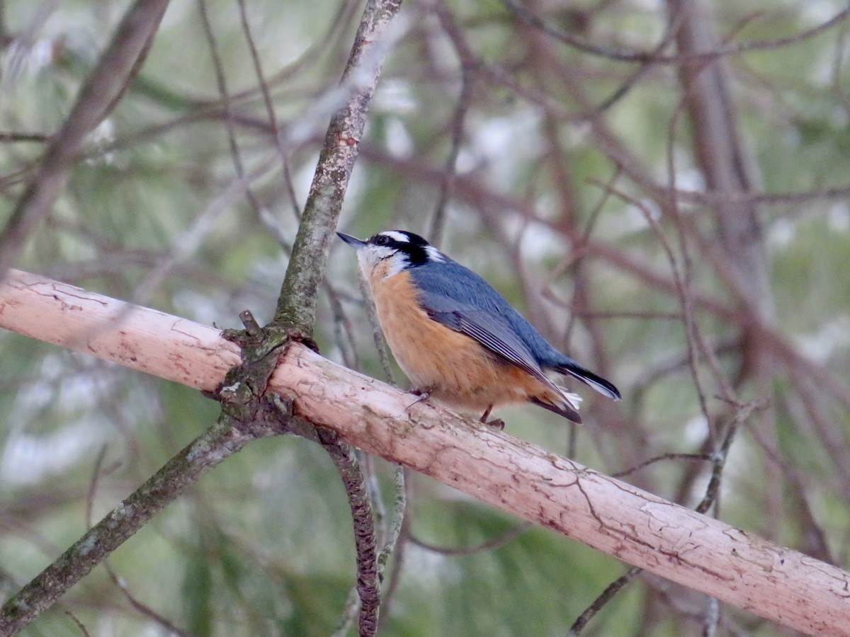 Red-breasted Nuthatch - ML613285465