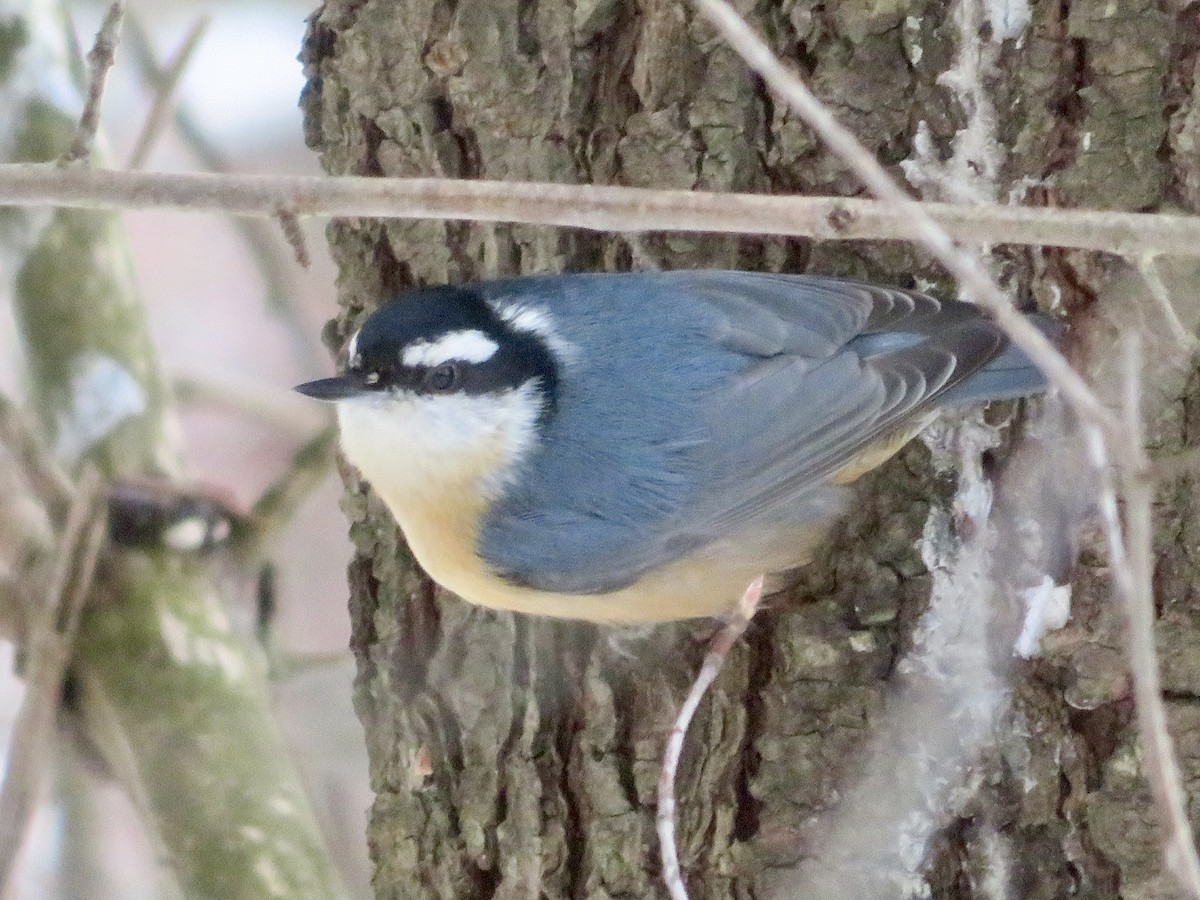 Red-breasted Nuthatch - ML613285466