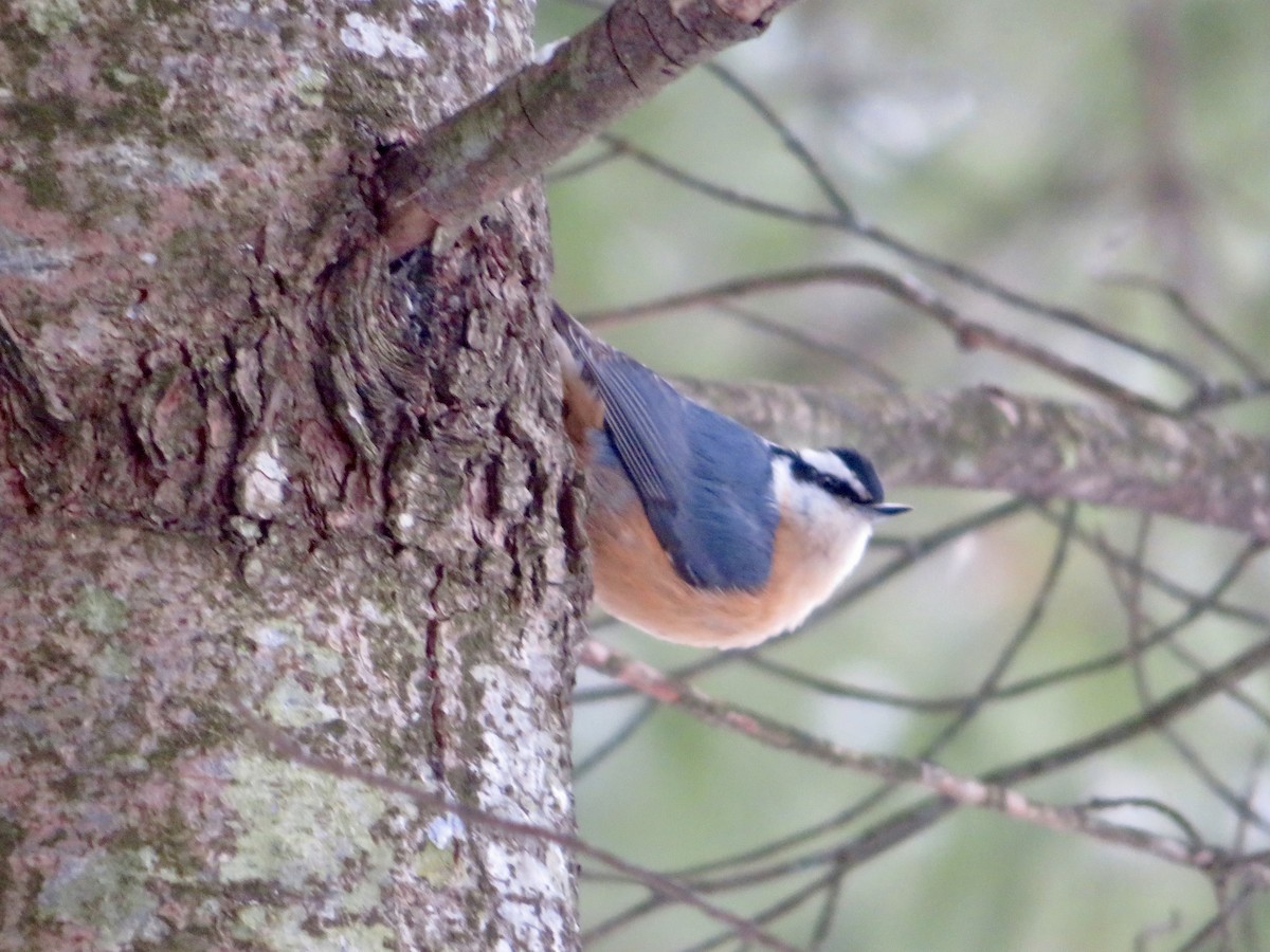 Red-breasted Nuthatch - ML613285467