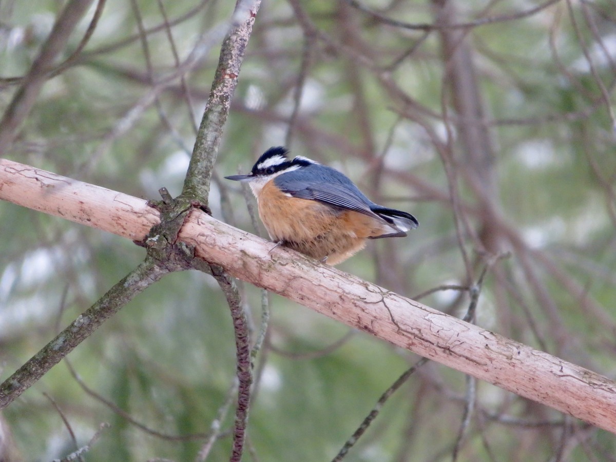 Red-breasted Nuthatch - ML613285468