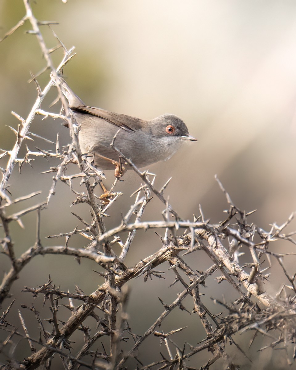 Sardinian Warbler - ML613285499