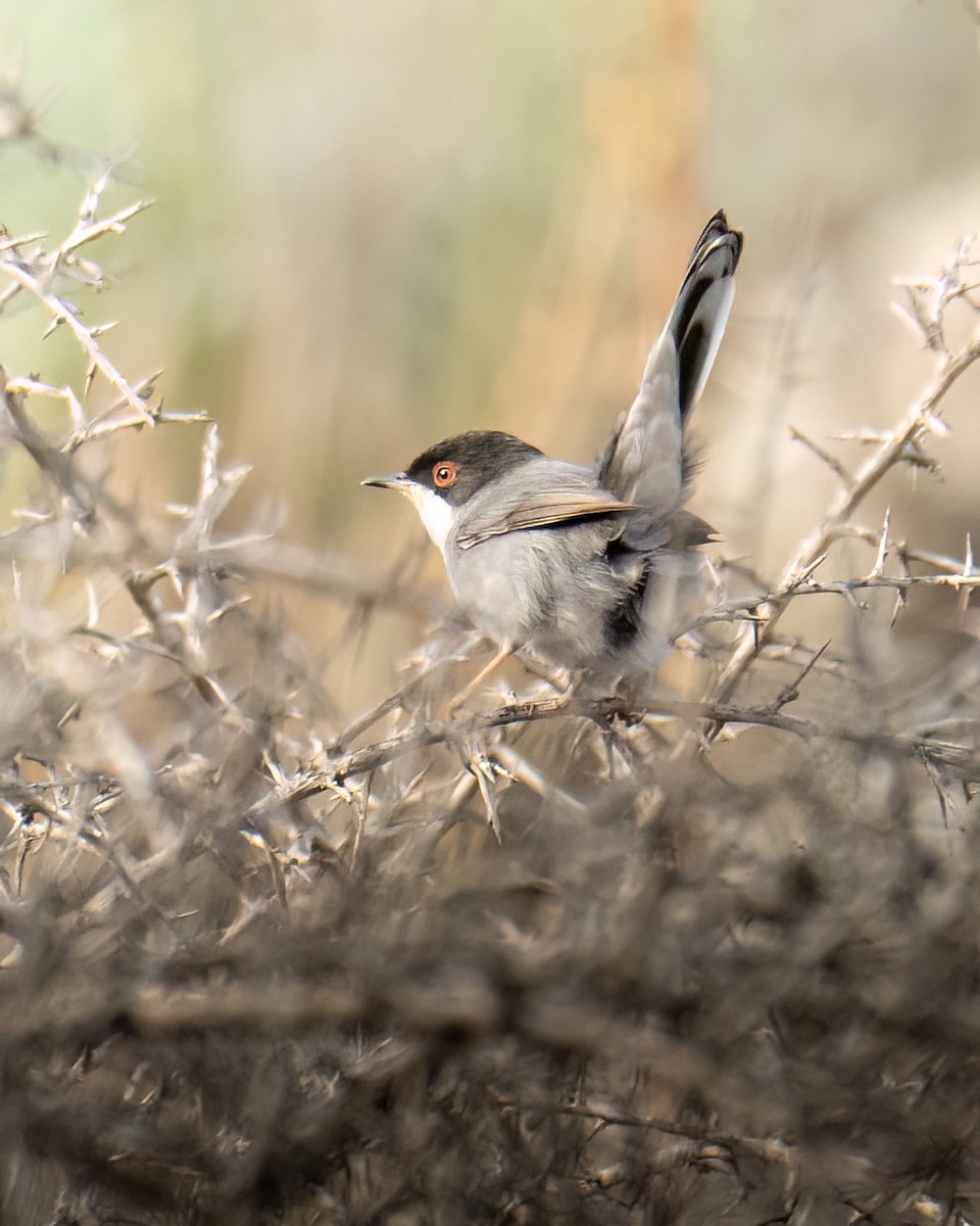 Sardinian Warbler - ML613285500