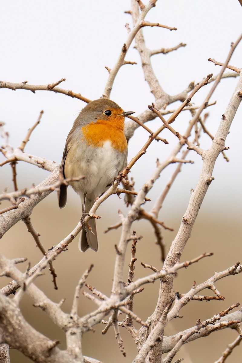 European Robin - ML613285512